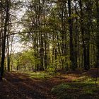 Herbstwald