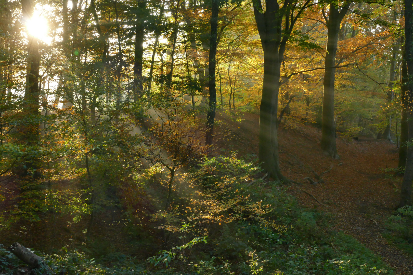 Herbstwald