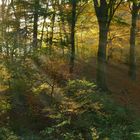 Herbstwald