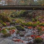 Herbstwald