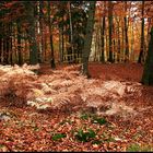 Herbstwald