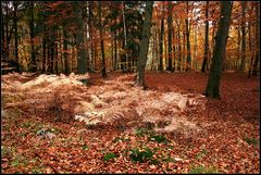 Herbstwald