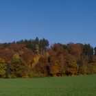 - Herbstwald -