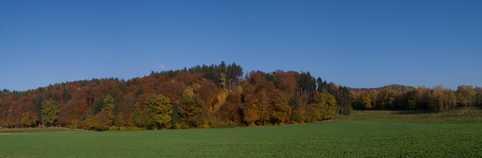 - Herbstwald -