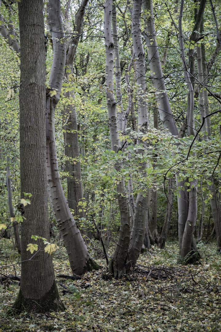 Herbstwald