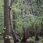 Herbstwald