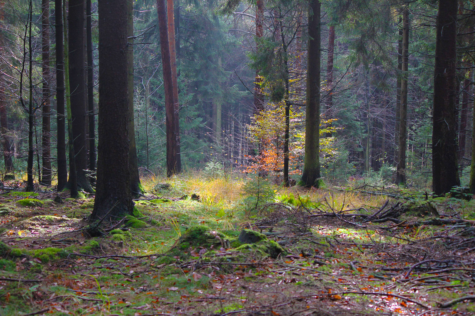 Herbstwald