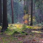 Herbstwald