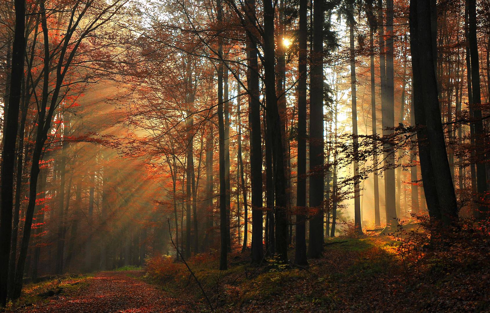 Herbstwald