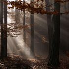 Herbstwald