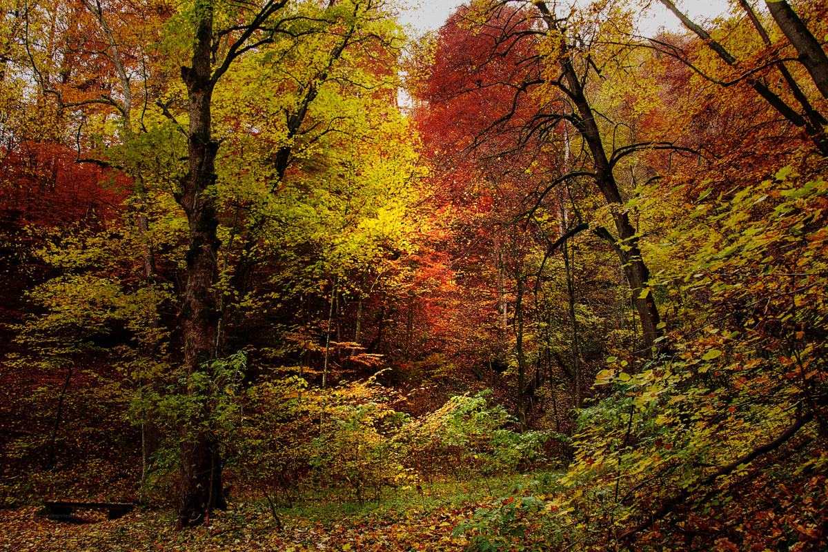 Herbstwald