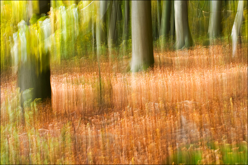 Herbstwald