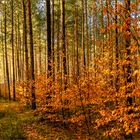 Herbstwald