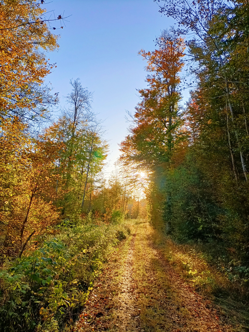 Herbstwald