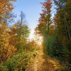 Herbstwald