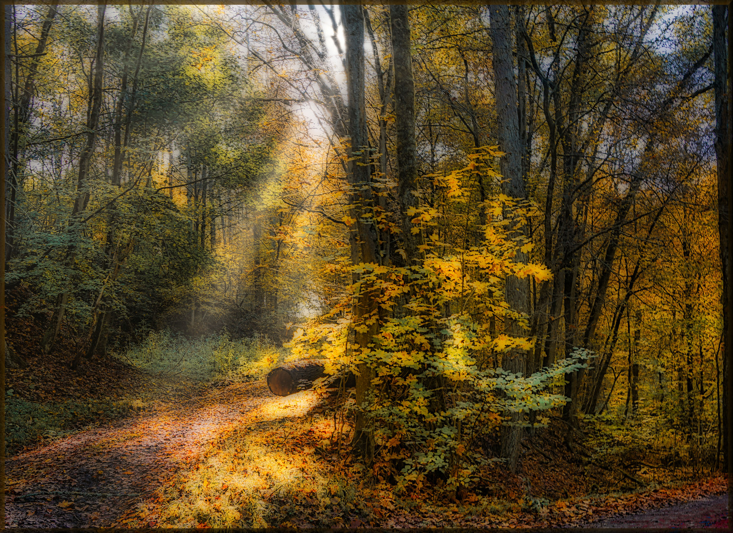 Herbstwald