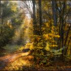 Herbstwald