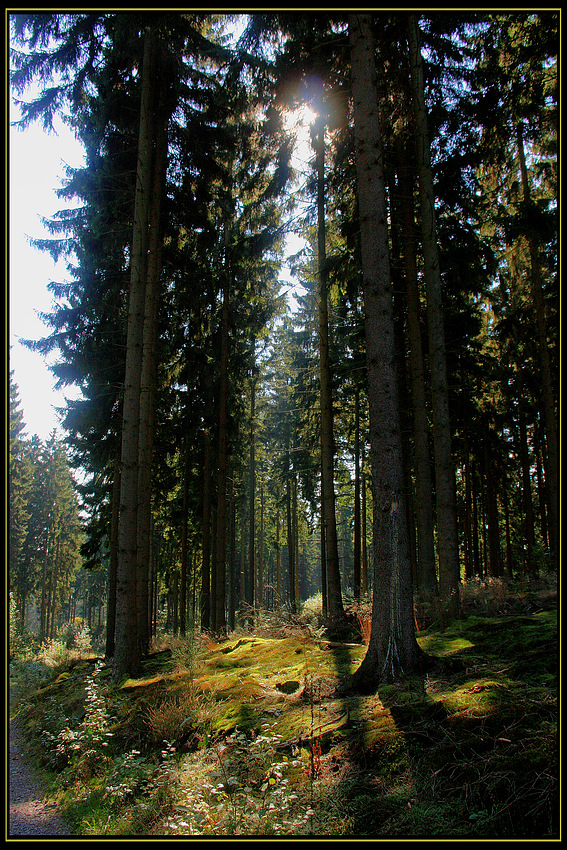 Herbstwald