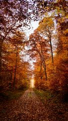 Herbstwald #6