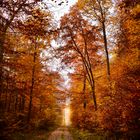 Herbstwald #6