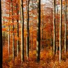 Herbstwald 6