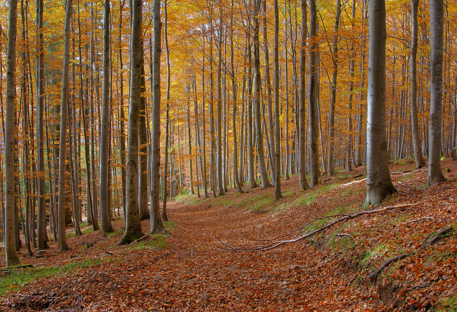 Herbstwald 6