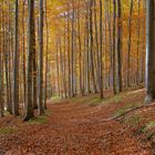 Herbstwald 6