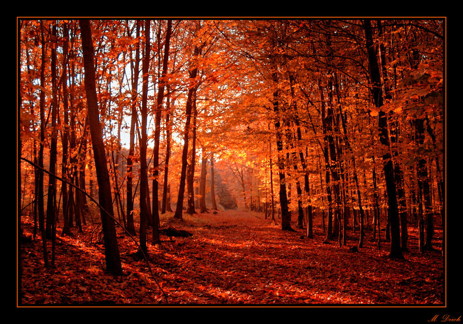 "Herbstwald"