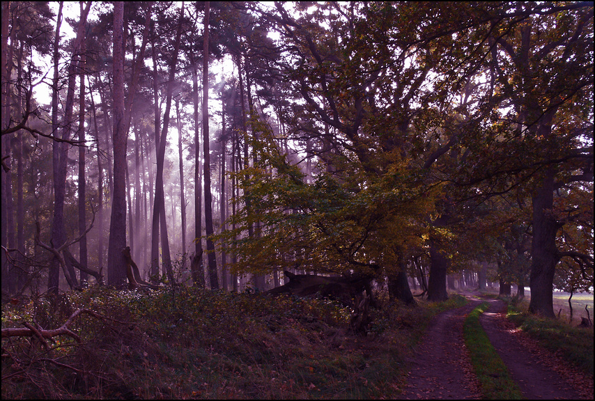 Herbstwald