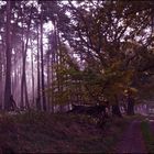 Herbstwald