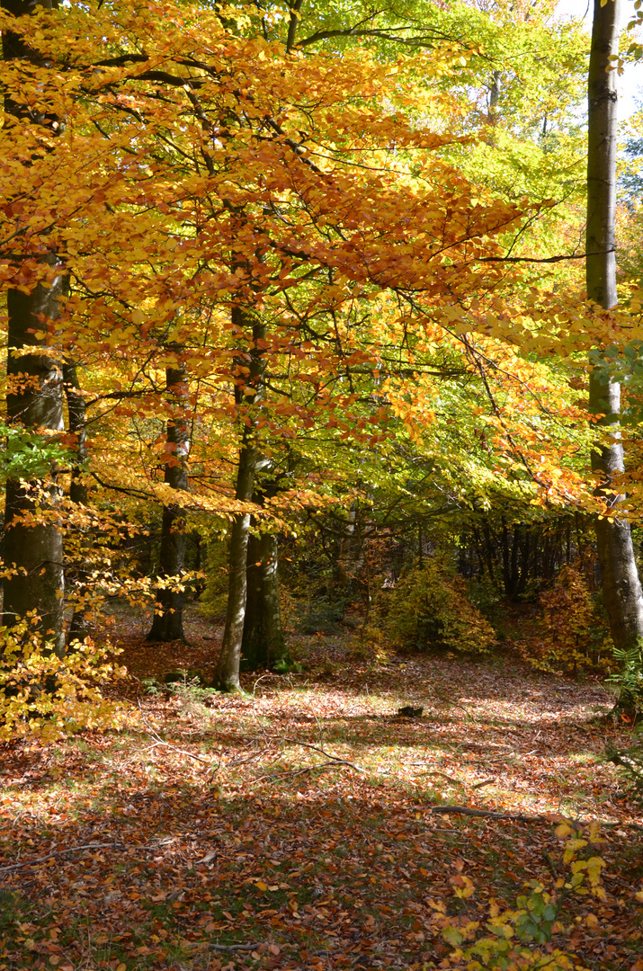 Herbstwald