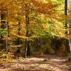 Herbstwald