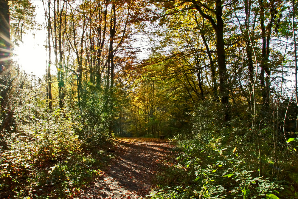 Herbstwald