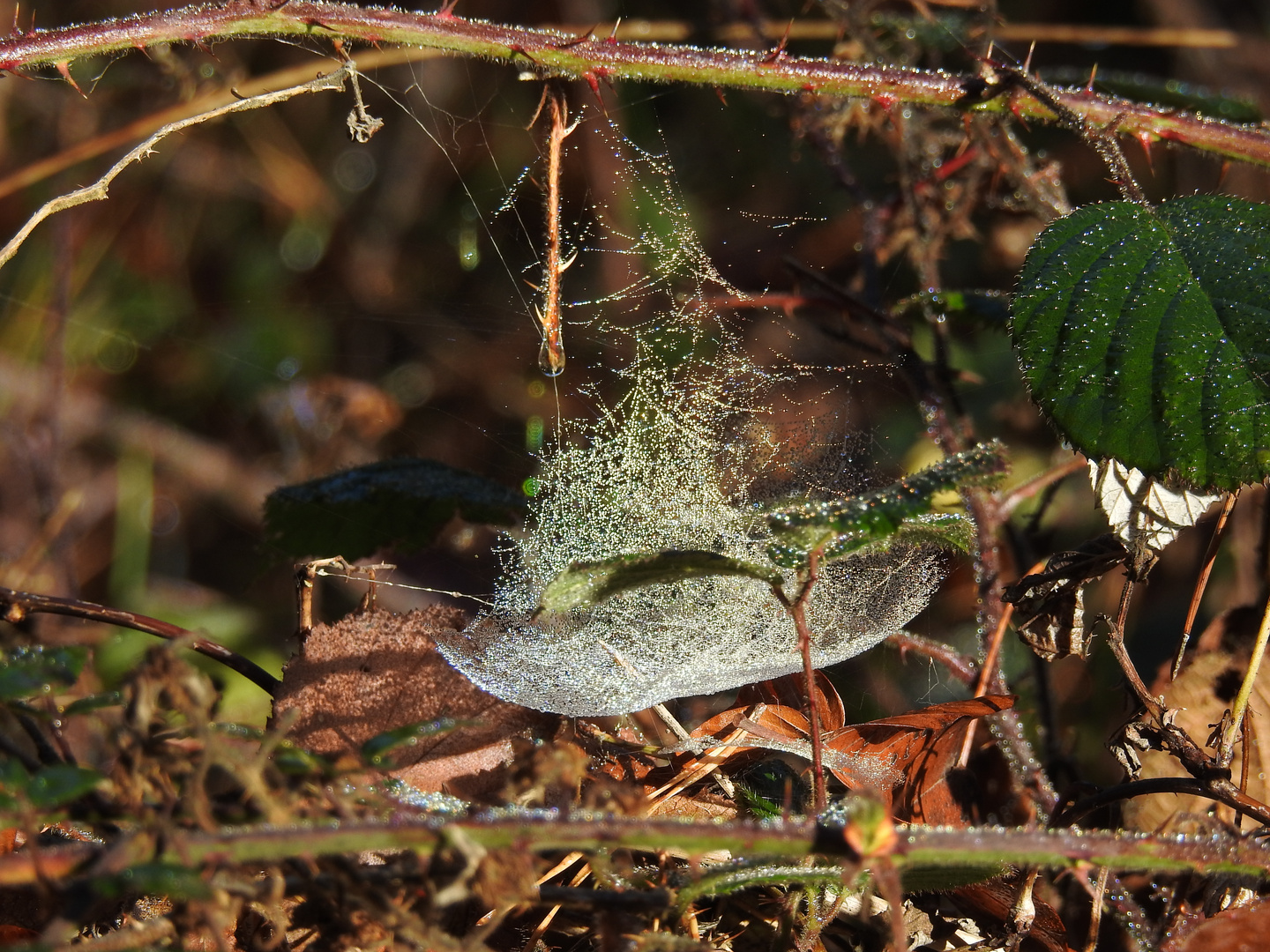 Herbstwald