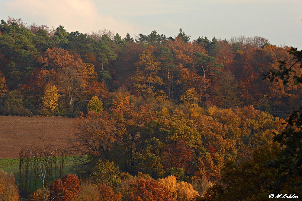 Herbstwald