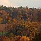 Herbstwald