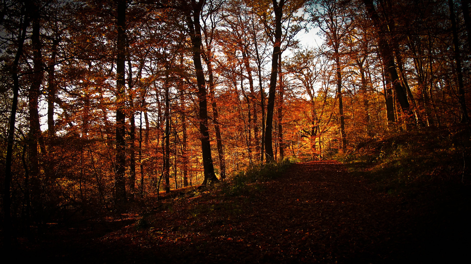 Herbstwald