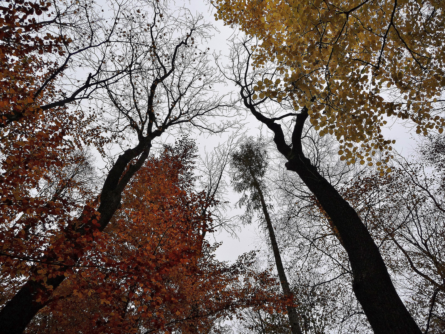 Herbstwald