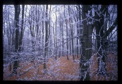 Herbstwald