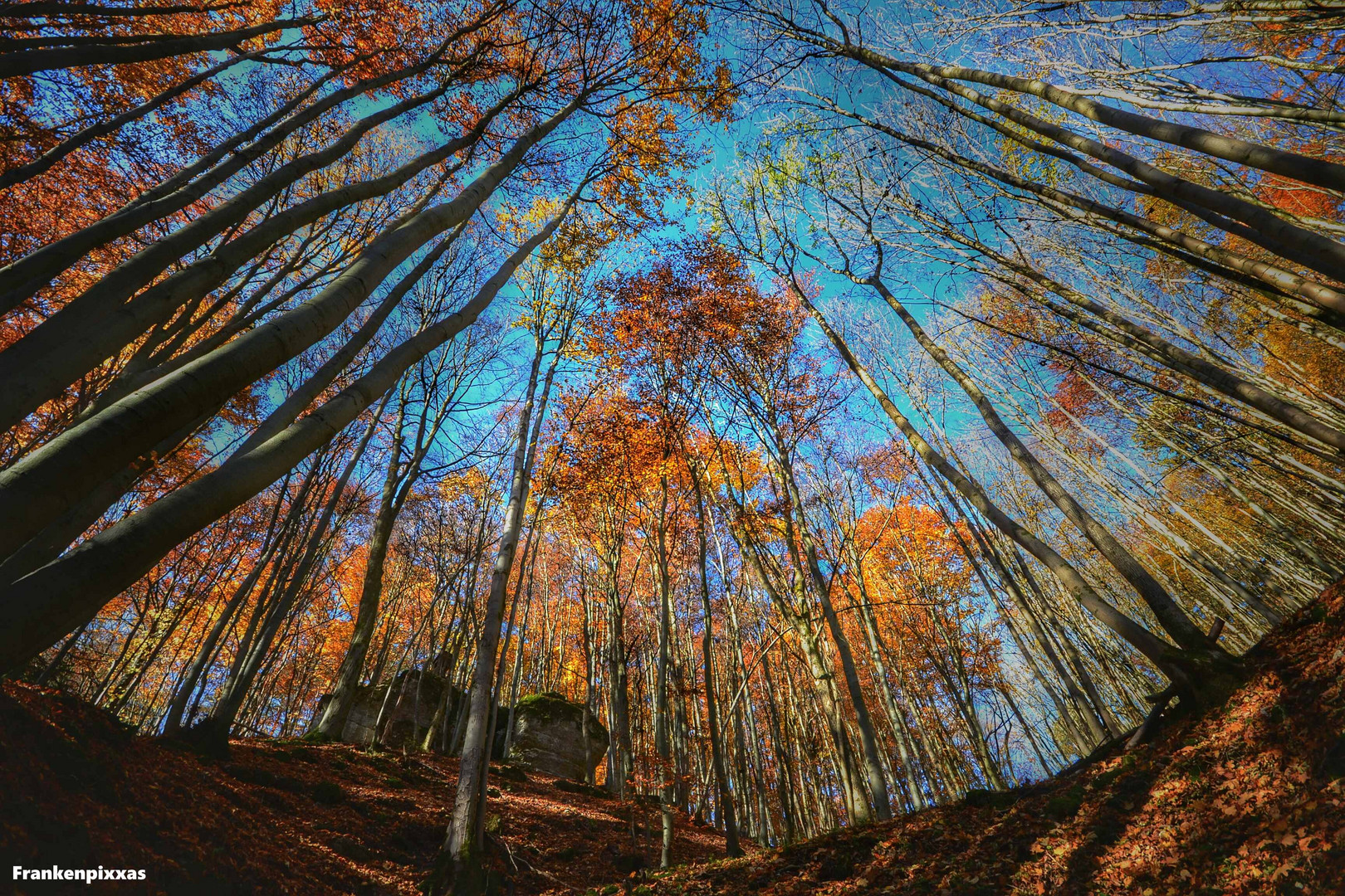 Herbstwald