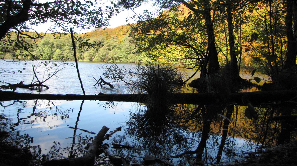 Herbstwald