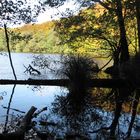 Herbstwald