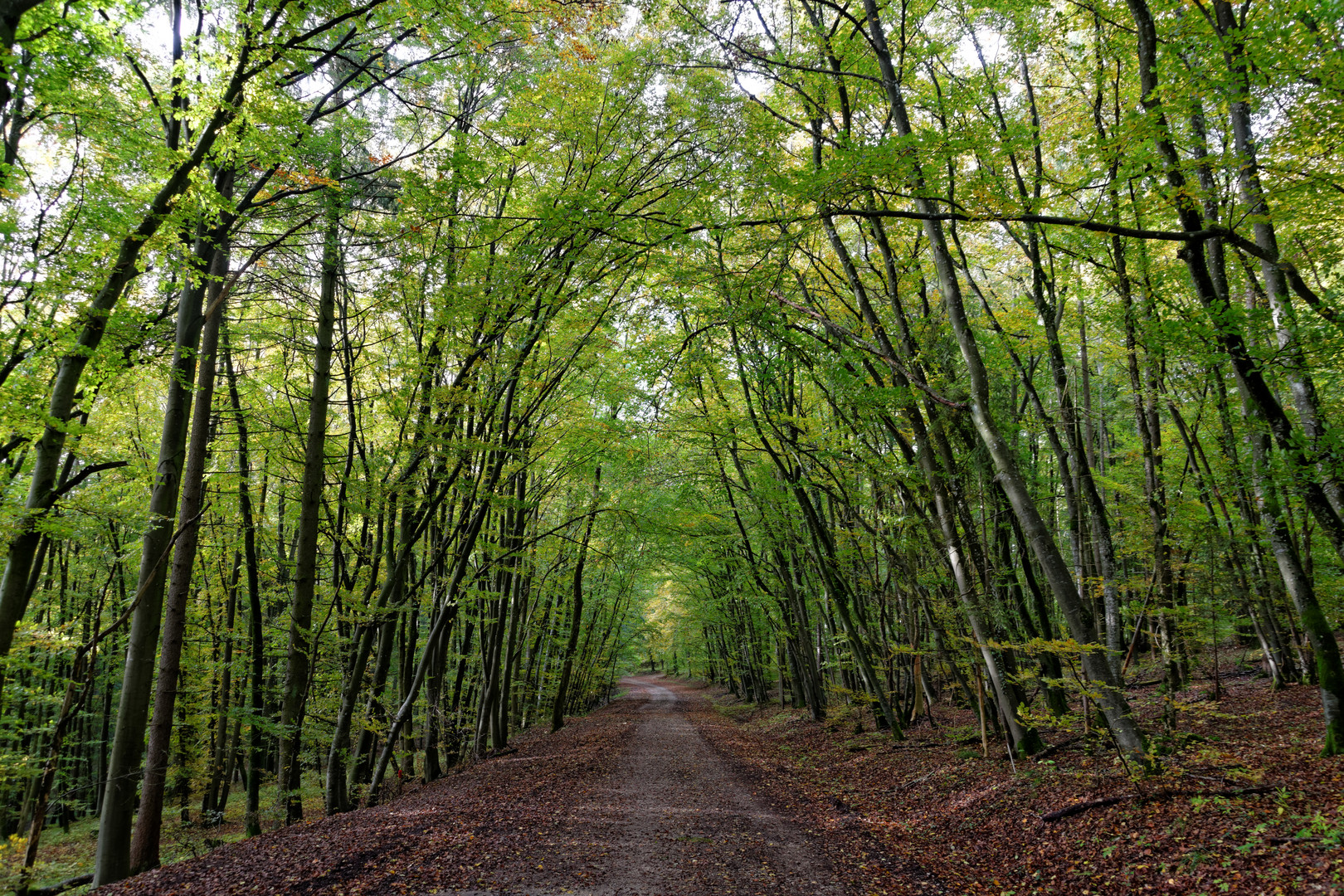 Herbstwald