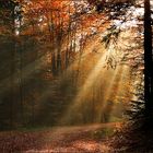 Herbstwald