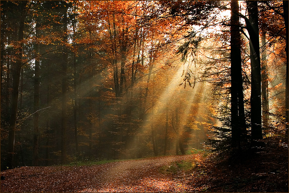 Herbstwald