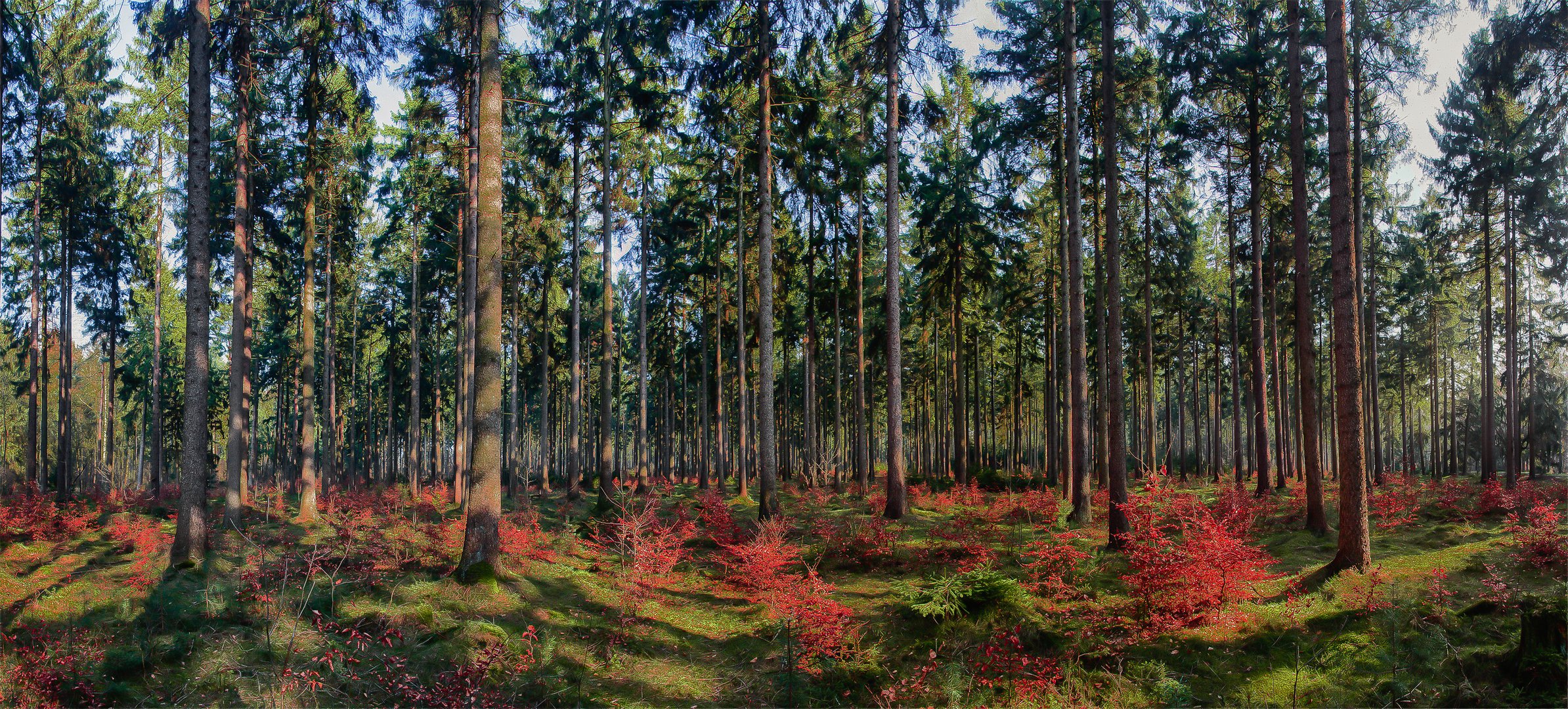 Herbstwald