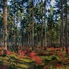 Herbstwald