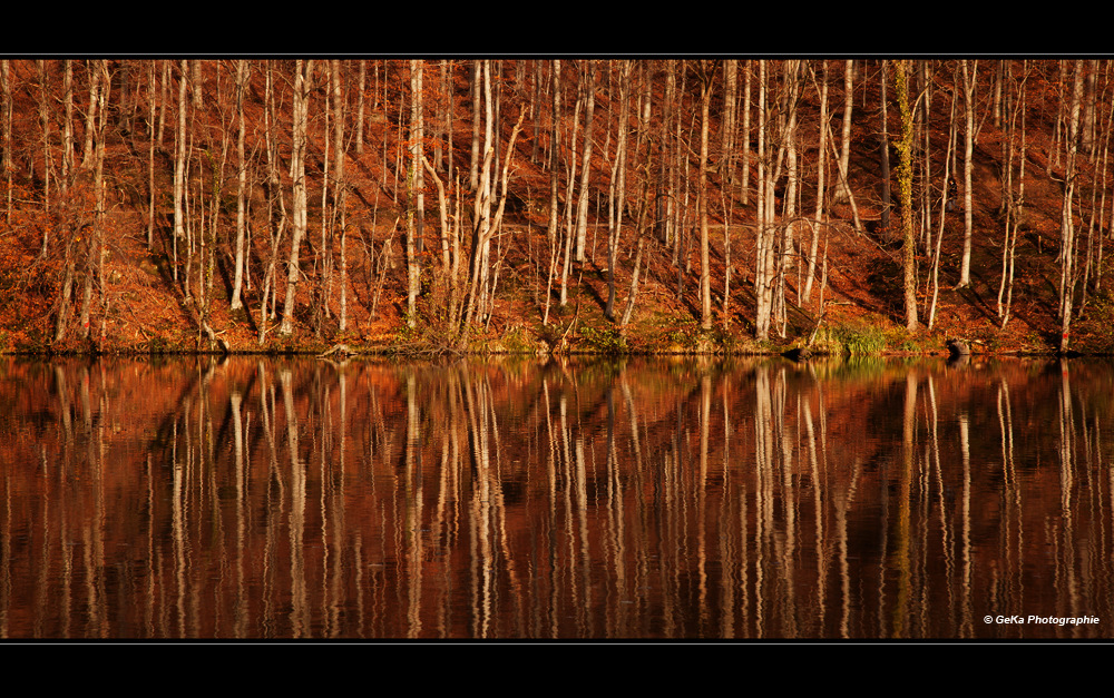 Herbstwald