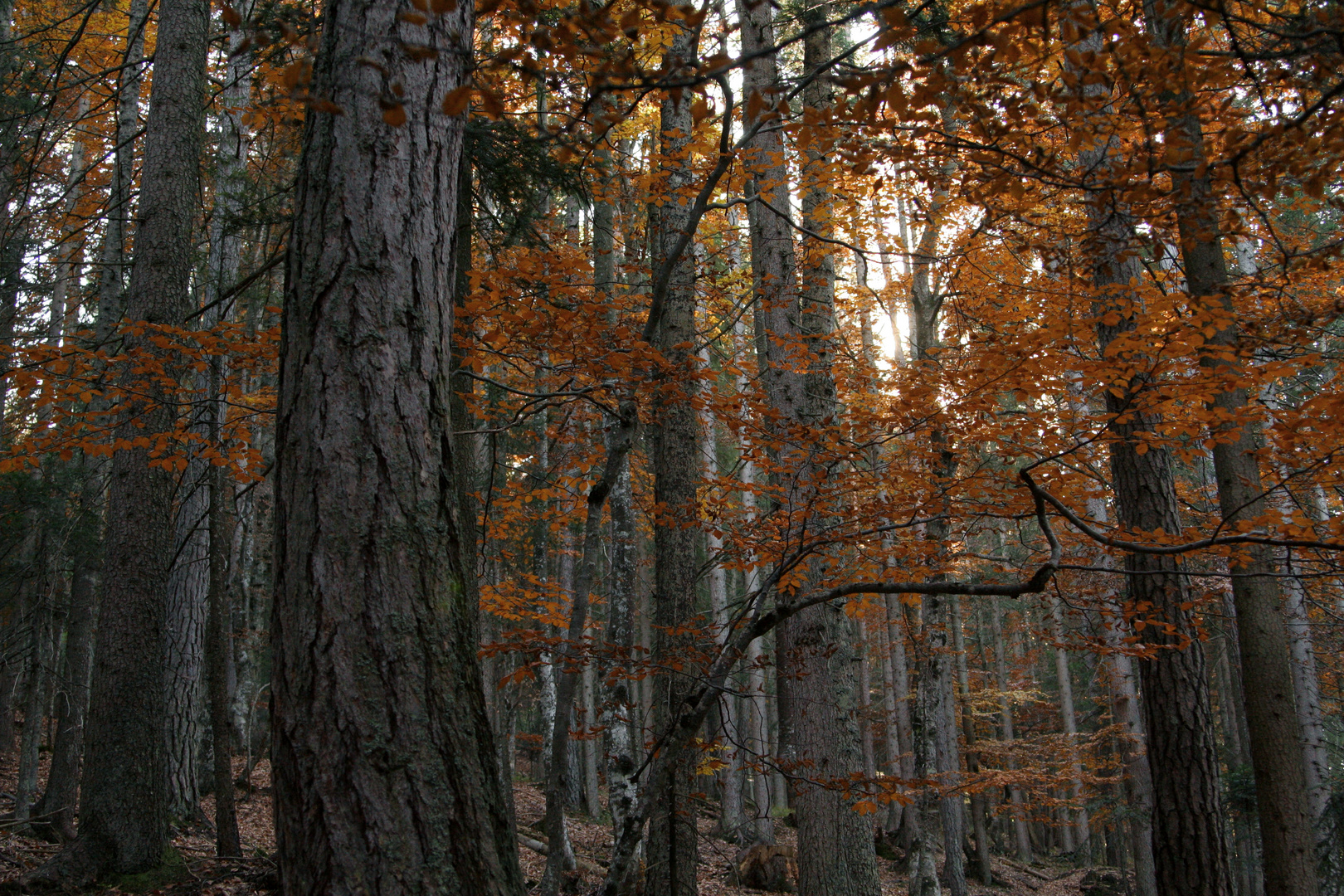 herbstwald