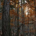 herbstwald